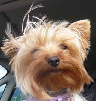 metzeral54's profile picture. Rachel, Rachel Si les petits cochons te mangent pas Rachel, Rachel Il en restera p'tet pour moi. François Beranger