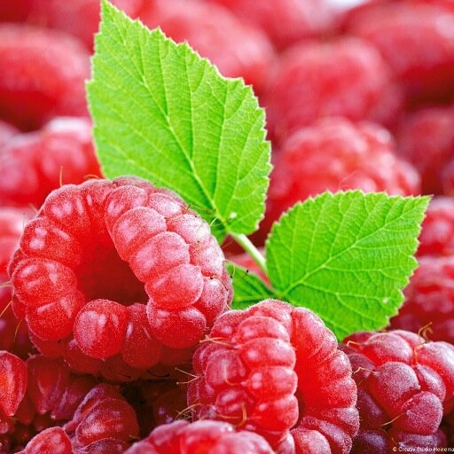 TotalBerryCom's profile picture. Passionate about Berries. From the field to consumer. Always looking for inspiration and innovation.