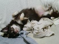 犬好き。テレビないんですよ。