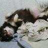 ikuooo7's profile picture. 犬好き。テレビないんですよ。