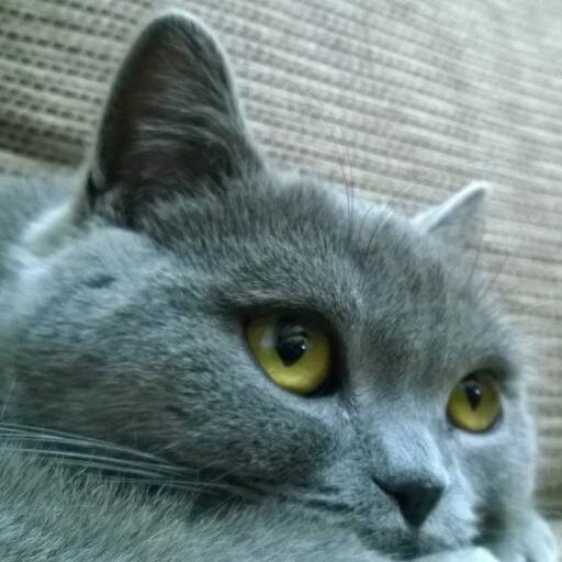 Im a British Shorthair Blue Cat with a funky tail. I Love naps on nail polish caps...