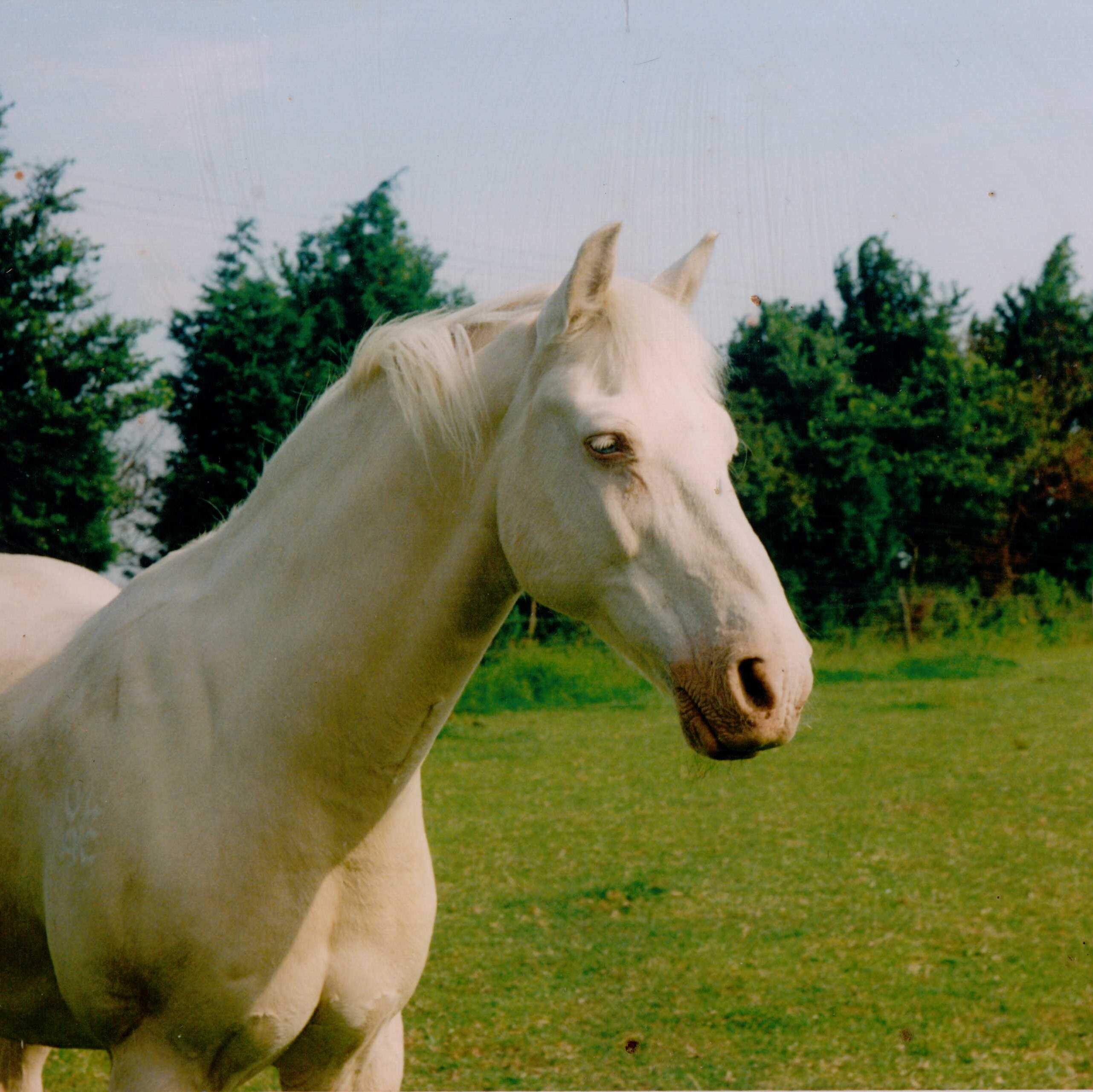 Founder of Harley's Haven Animal Rescue, Healer, Volunteers for Blue Cross (Pet Bereavement Support), PDSA, Essex Horse and Pony and mum to Daniel