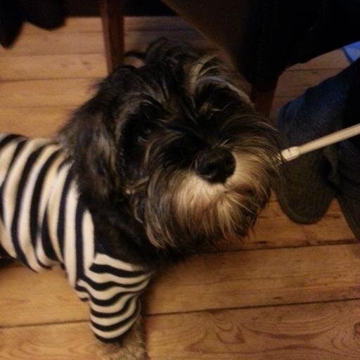 marvinschnauzer's profile picture. The adventures of Marvellous Marvin - miniature schnauzer puppy! Instagram: @marvinminischnauz