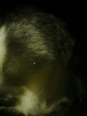 I am not a dog. I am King Obi...long live the king!