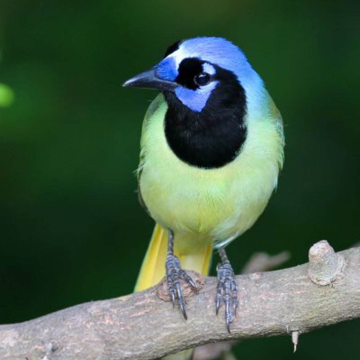 BirdR33's profile picture. Mother first. History lover. Constantly learning. Appreciate smart humor. Birder. Always on alert 🇺🇸🐦