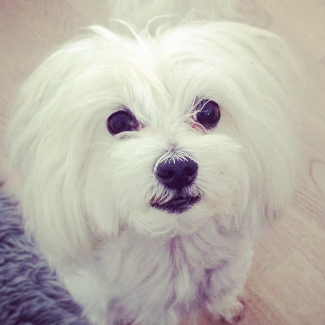 I´m Vavu, a Cosmopolite Maltese
Instagram @vavuthemaltese