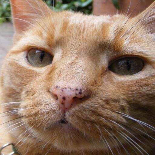 FluffyDebbs's profile picture. Hi, Allthingsfluffy-I like clever, kind, funny people & love all things Fluffy! Sorry can't follow those who tweet photos of animal abuse http://t.co/TAp80LEnQY