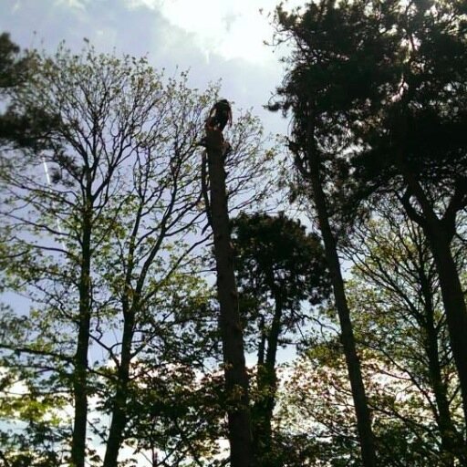 Almond Forestry is an East Midlands Based Forestry and Countryside Management Company. We have a range of services and skills to suit a range of tasks.