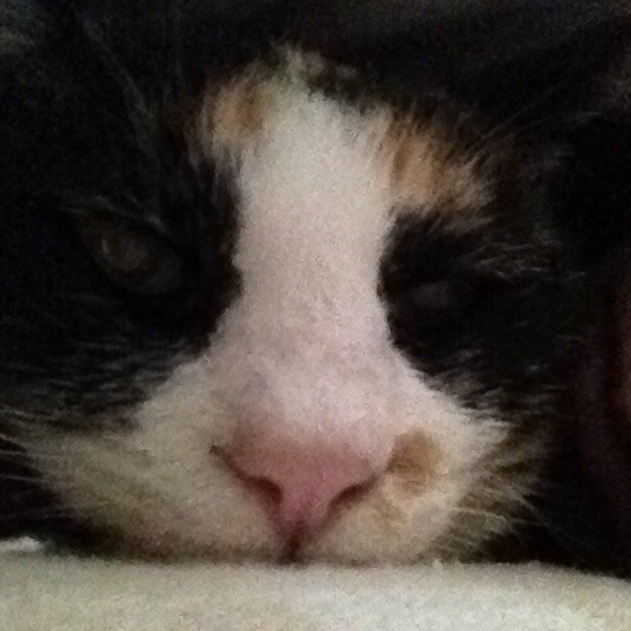 nekoya9's profile picture. 