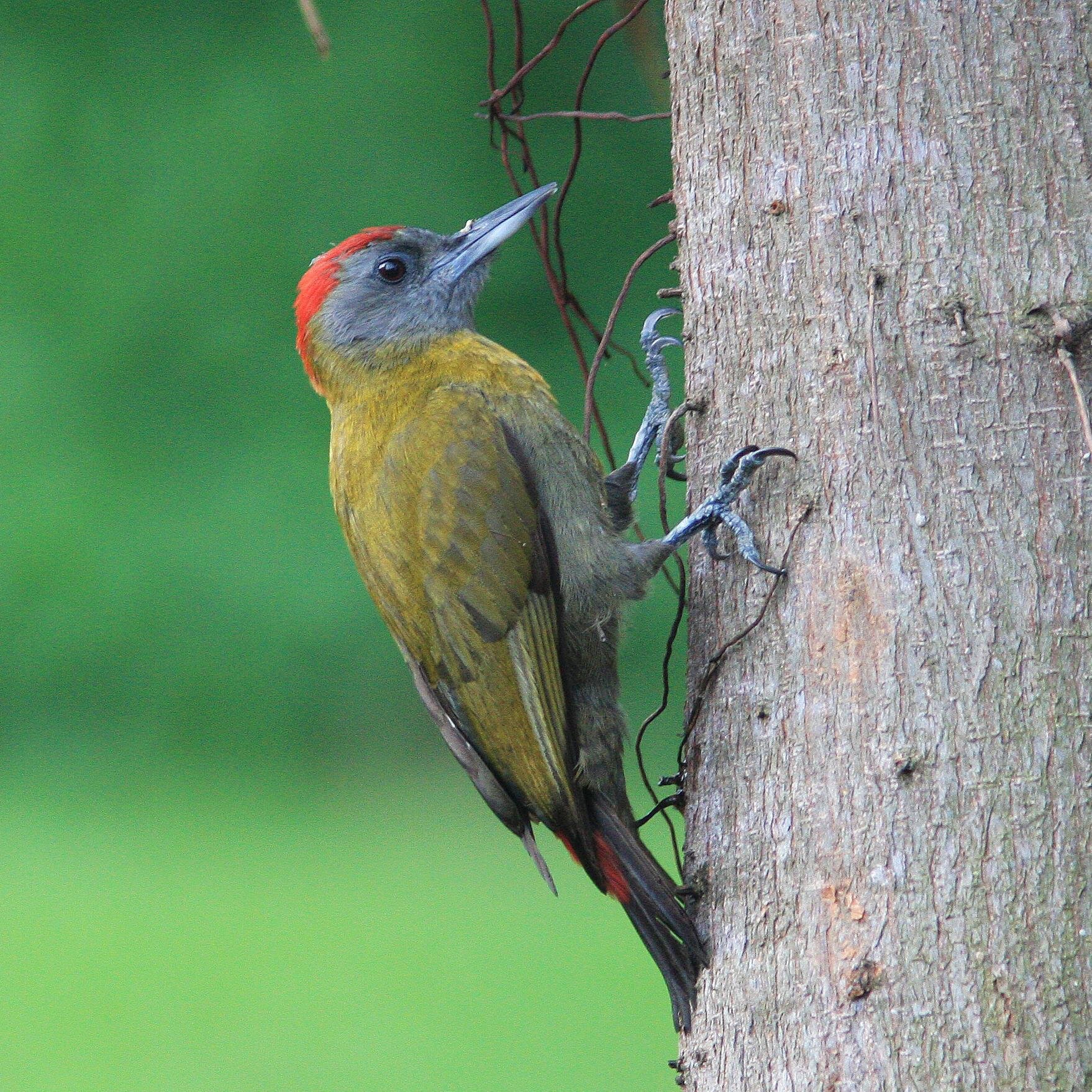 Papa_Miyagi's profile picture. 