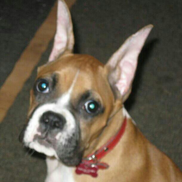 duellingboxers's profile picture. 