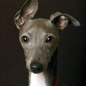 TingyuC's profile picture. 