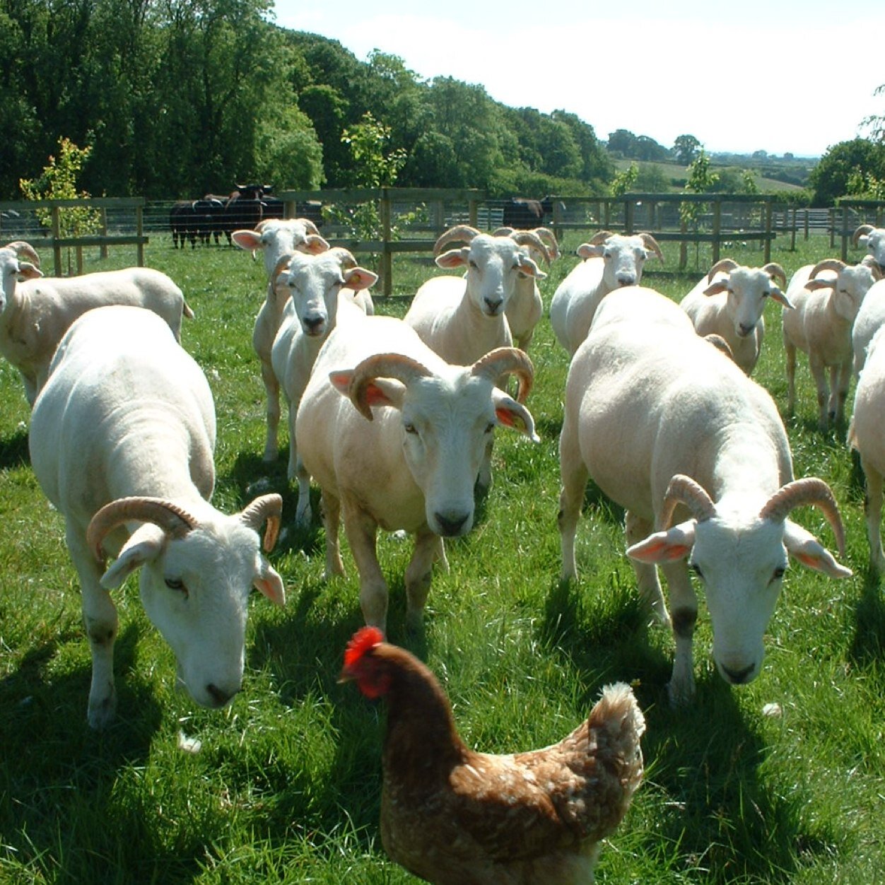 For a taste worth the wait: producers of Certified Dexter beef; award-winning free-range chicken; lamb, hogget and mutton from pedigree Wiltshire Horn Sheep