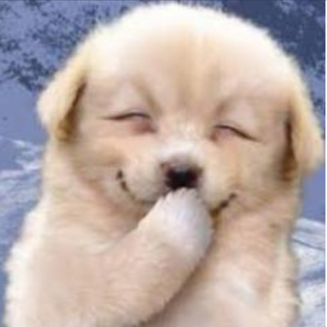 可愛い動物 Qute Animal Twitter