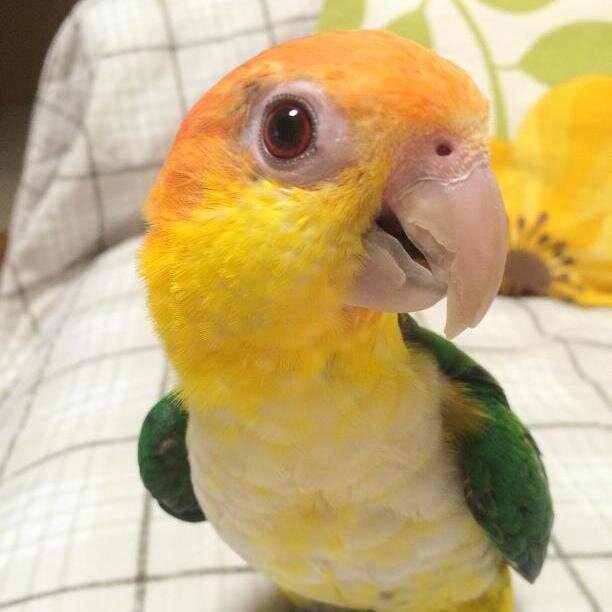 鳥が大好きです。夫とシロハラインコのリクと一緒に暮らしています。リクとの日々はとても癒されるもので、楽しく穏やかな時間を大切にしています。鳥の魅力や日常の出来事をツイートします。🌸小春は2023年6月28日、虹の橋を渡りました。