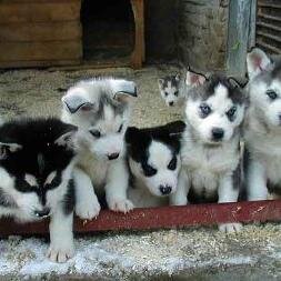 jessicahusky's profile picture. 