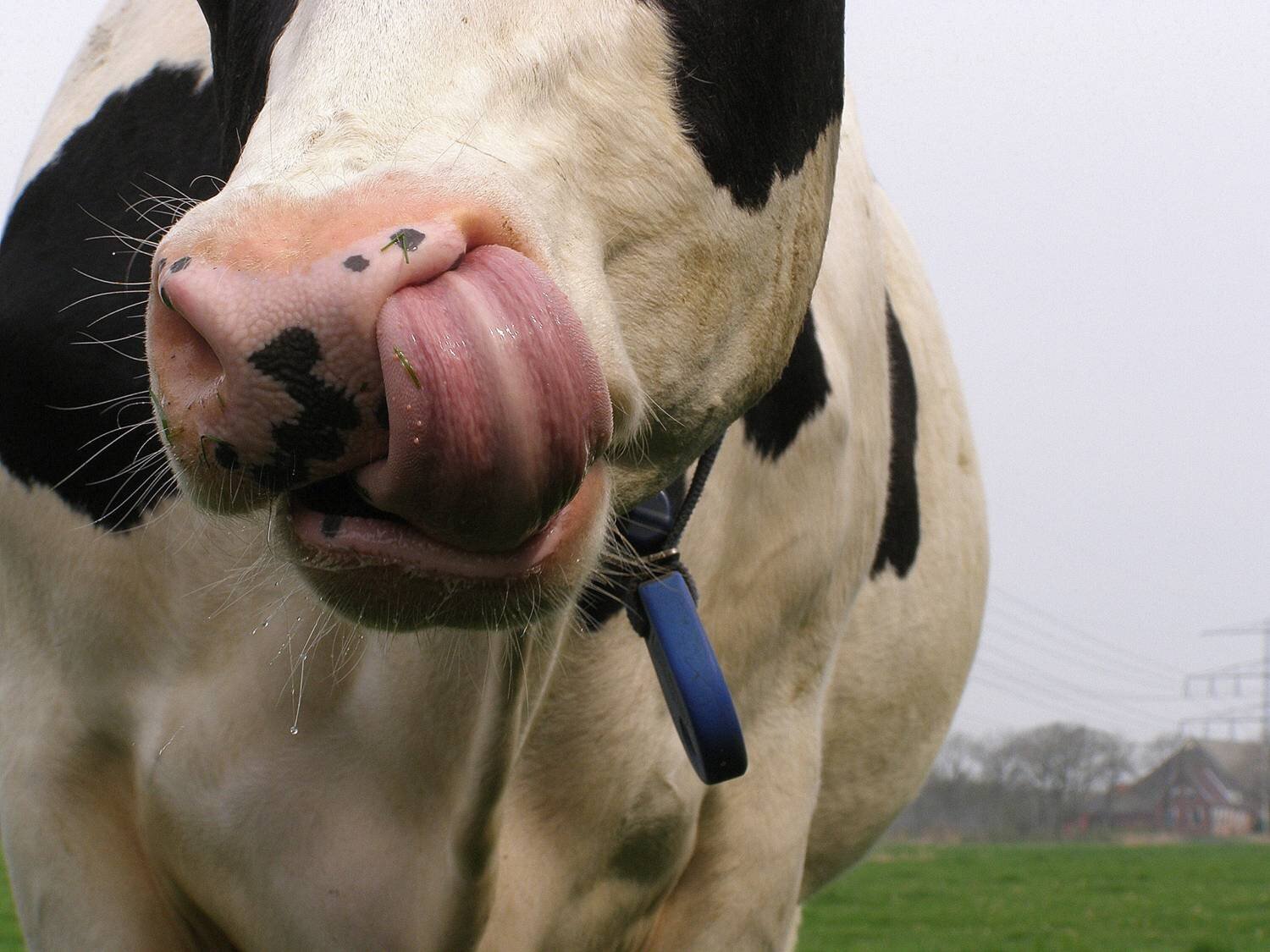 #Livestock #extension and #communication specialist at Wageningen Livestock Research. Living in #Bennekom.