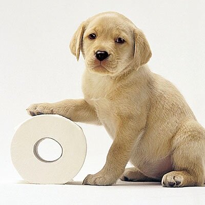 Innocent puppy tangled in the toilet roll of life.