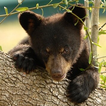by Peace River Refuge & Ranch. 
Nonprofit wildlife sanctuary, helping wild animals since 1998
