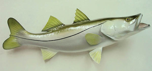 AllAboutFlorida's profile picture. Visit our website   http://t.co/GL0JpDpfhh