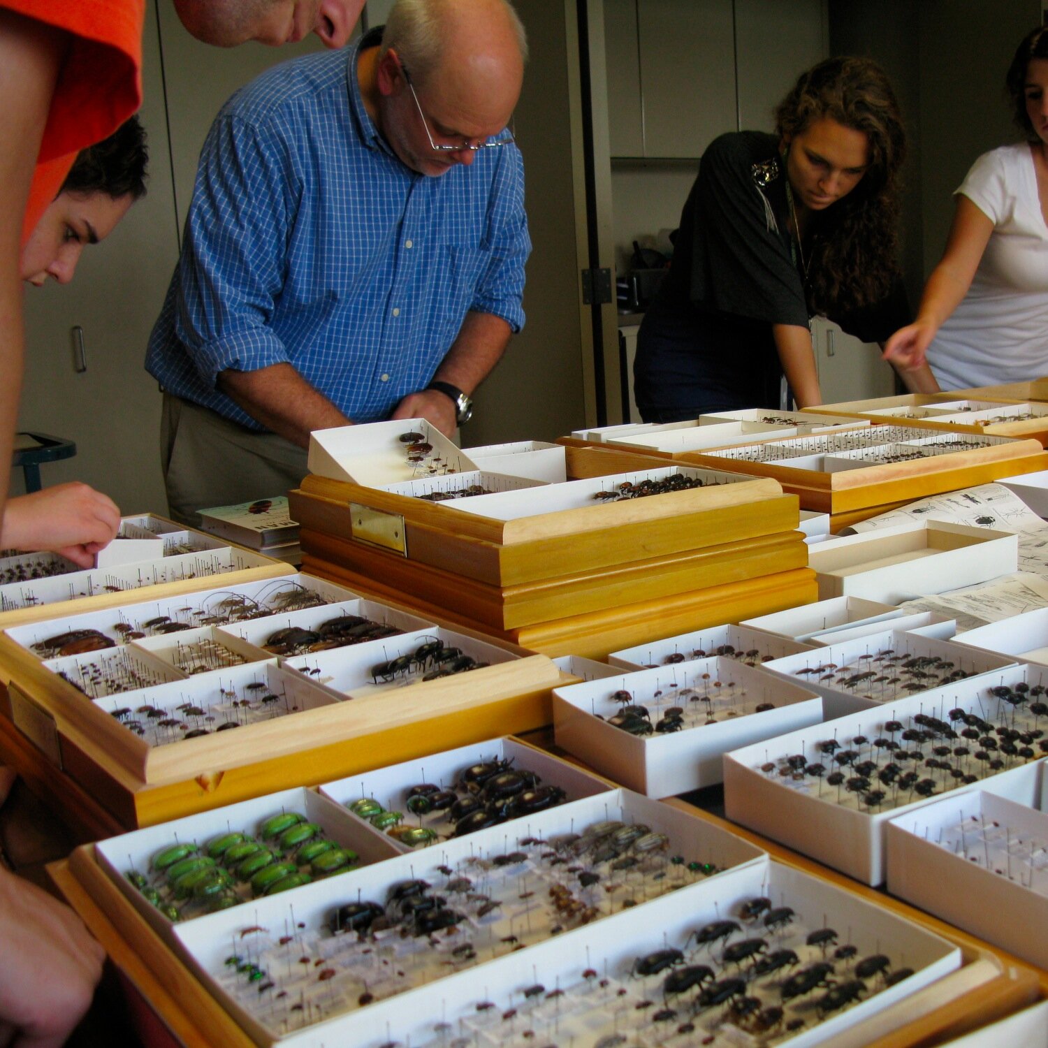 🐞🐜Department of Entomology, @AcadNatSci, @DrexelUniv. Research collection of 4M insects & 100k species! Especially strong in Orthoptera and Diptera. 🦗