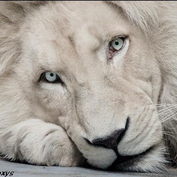 lionboy_parth's profile picture. being happy, being human and love everyone.