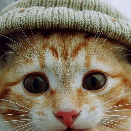 かわいい猫の画像botです。かわいい！と思ったらリツイートしてもらえるとうれしいにゃ～