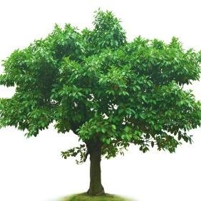 LTCTree's profile picture. We help people prepare for their future long term care needs and provide the latest Long Term Care Insurance and health news.