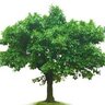 LTCTree's profile picture. We help people prepare for their future long term care needs and provide the latest Long Term Care Insurance and health news.