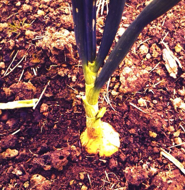 Now into our second year of homegrown organic gardening. We aim to grow fresh British produce as naturally as possible on our allotment.