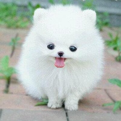 Anjing Dijual En Twitter Jual Anakan Mini Pomeranian Jual 4