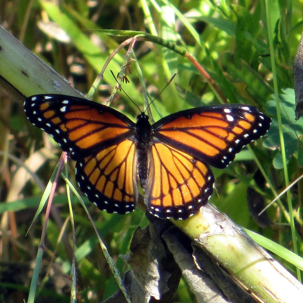 The Piasa Palisades Group of the Sierra Club supports conservation efforts and environmental advocacy across 7 counties in southern Illinois. Join us.