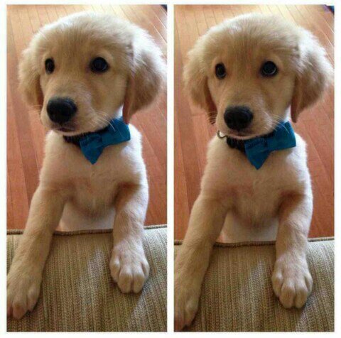 - Keep calm and love dogs ♡ - Follow backk ◇