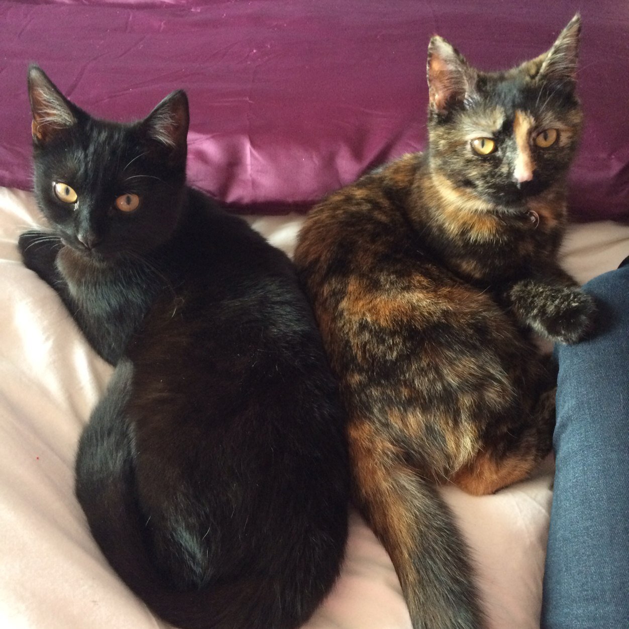 MissWnetball's profile picture. 