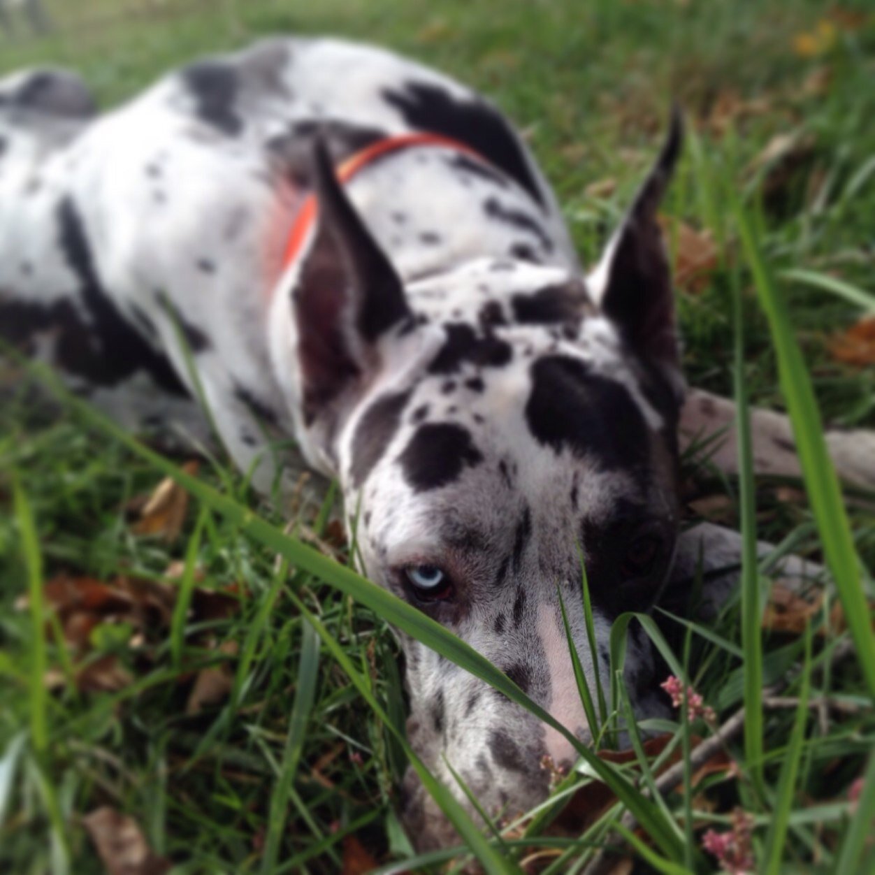 momma_dixon's profile picture. Mother first & foremost, Volleyball Coach, Critical Care Nurse, Country Girl @ heart