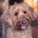 Sophie Doodle - @SophieBestDog - Twitter