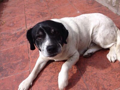 Perro cobarde