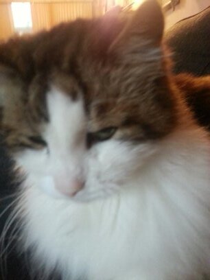 ChunkDeCat's profile picture. Cat