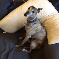 AC (@hounddog74) Twitter profile photo