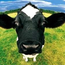 Muuuu Muu!