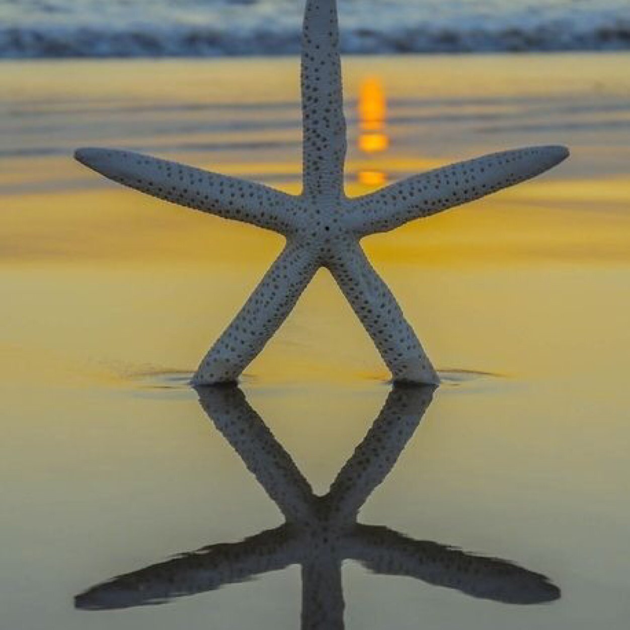 jbeanie11's profile picture. 