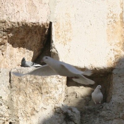 natan613's profile picture. I support Israel.