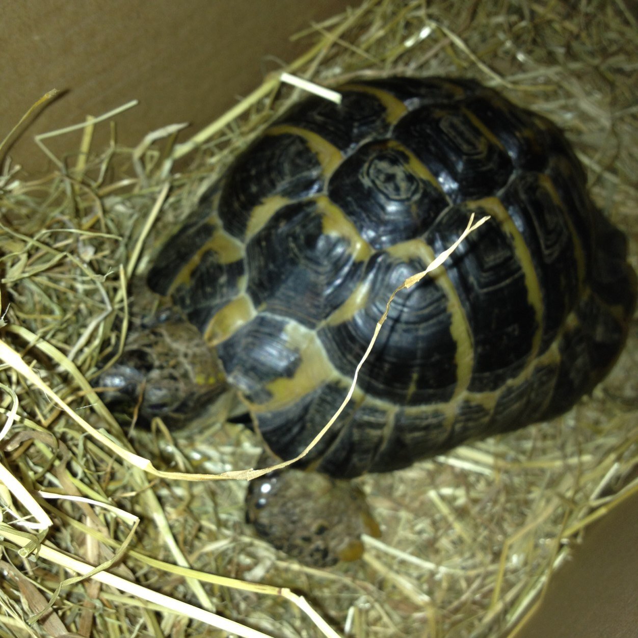 Hi im wilson, im a tortoise. I live in a hutch, it aint that much. Lettuce for tea, mmmn yummy, #OneFootInTheGrave