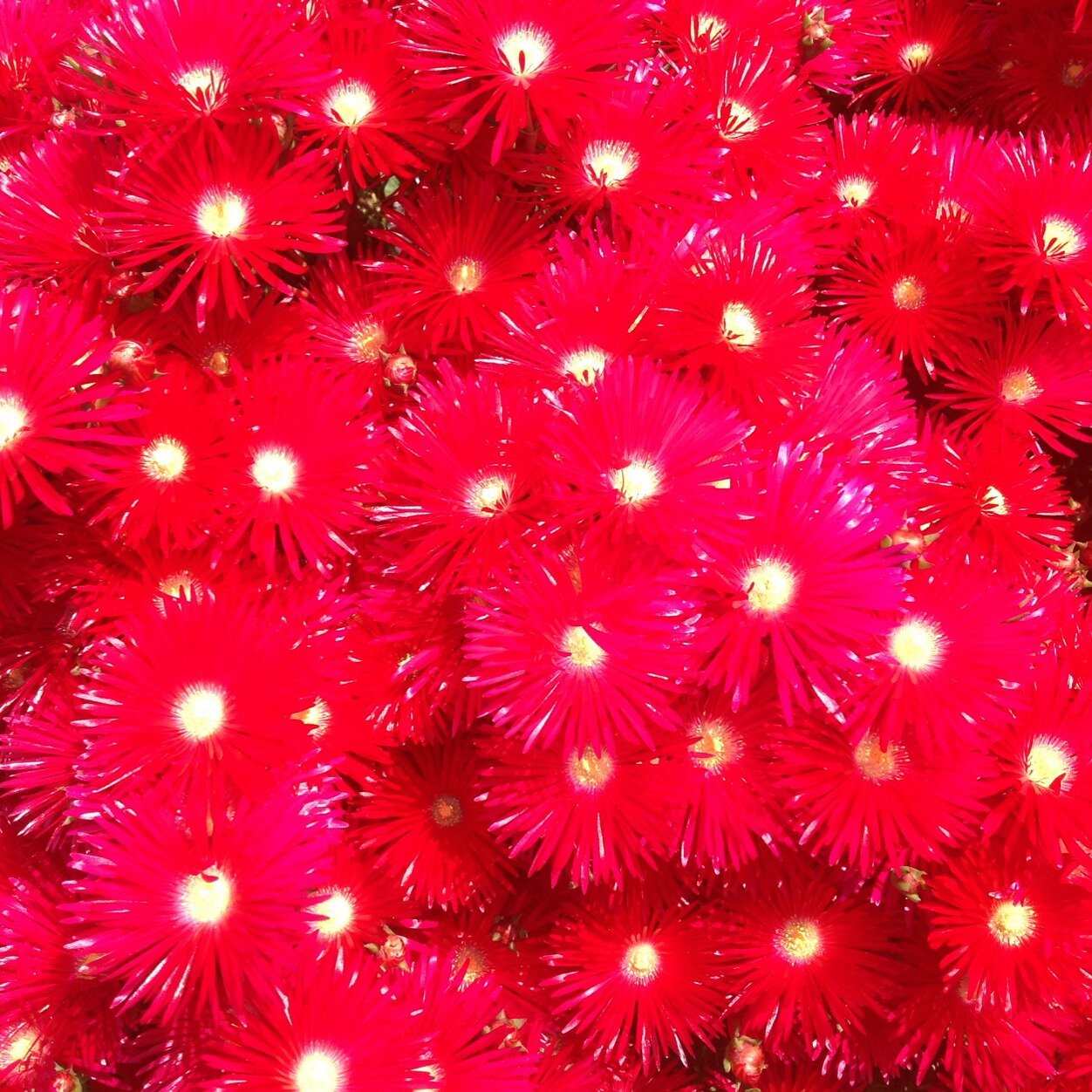 Pulpe79Patricia's profile picture. 