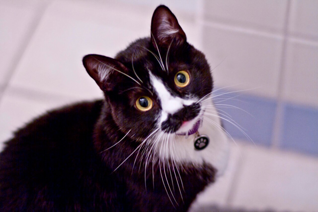 Feel The Power of my Boushy Moustache......Iam Marcel :-) I dub everyones! spesshally birds