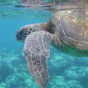 Lynnette Smith - @lynnettemaui - Twitter