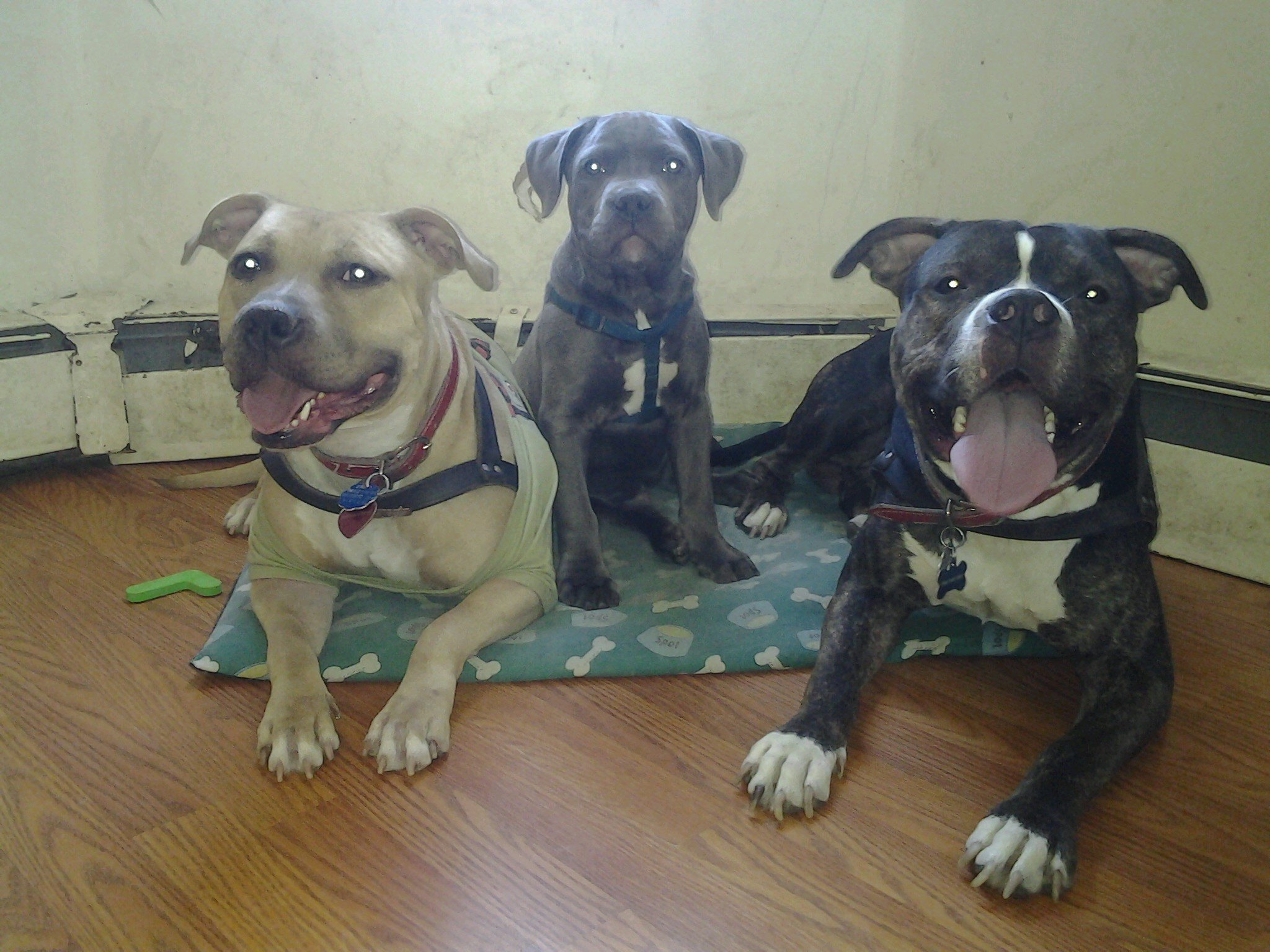 krazyRosie09's profile picture. 