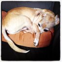 andrea singer - @dogtrainandrea - Twitter