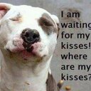 Randy Cornwall - @PitBullsPibbles - Twitter