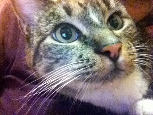 chelledvm's profile picture. 